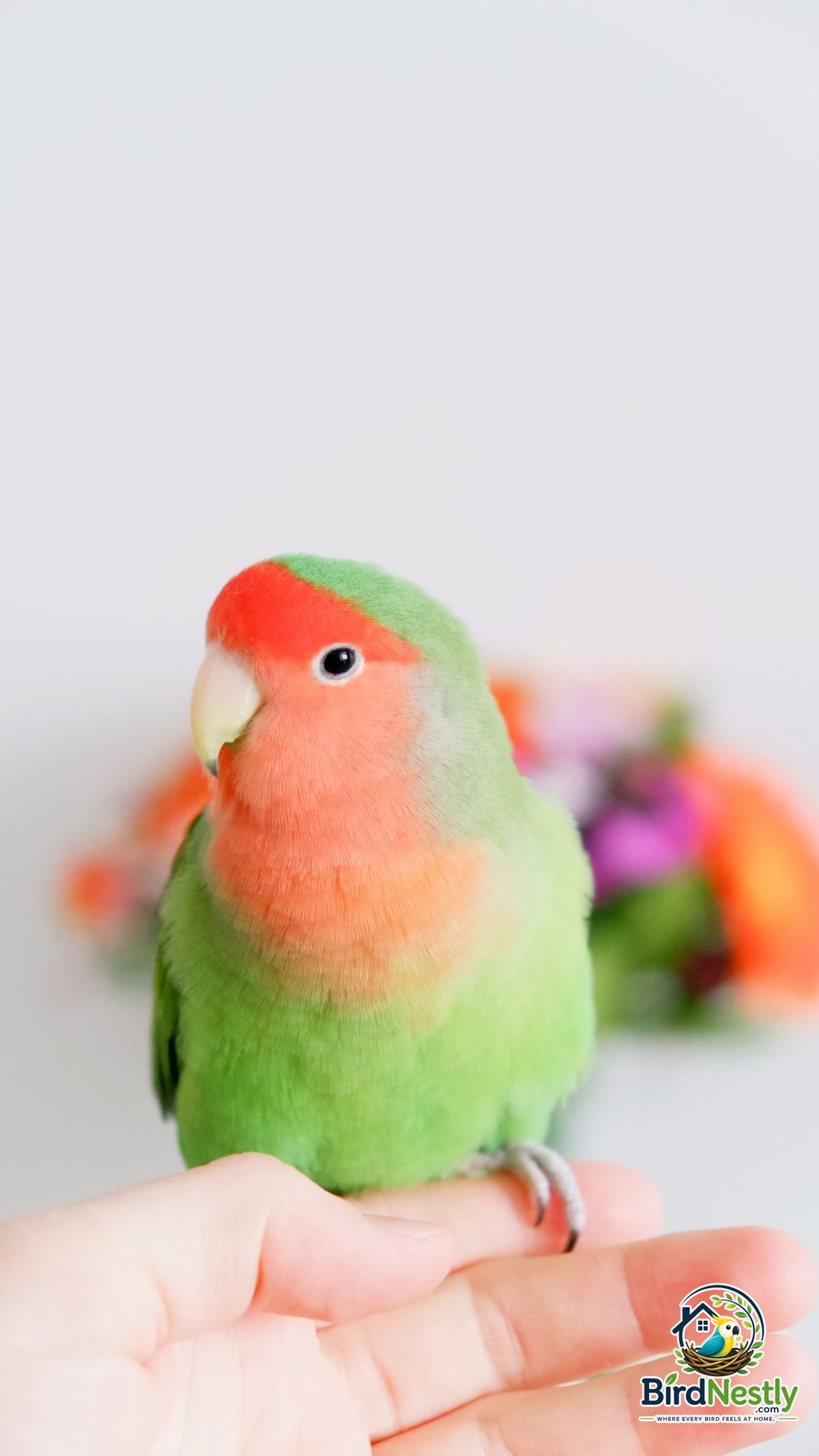 Peach-faced lovebird perched calmly on a person's hand