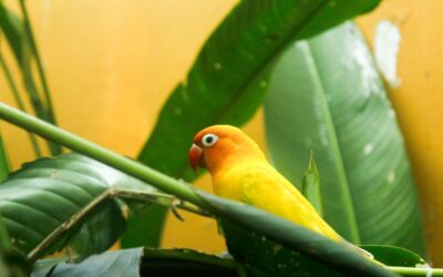 Lovebird vs Parrotlet: Which Small Parrot Better Fits Your Home, Daily Routine, and Experience?