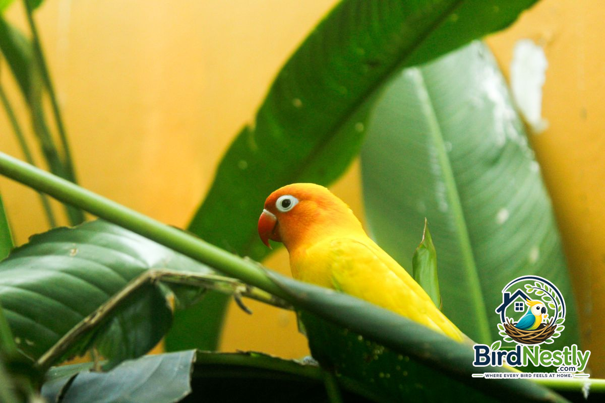 Lovebird with yellow and orange feathers perched among green leaves