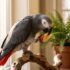 Can Parrots Eat Bananas? Everything Bird Owners Need to Know
