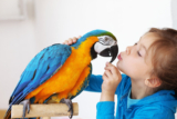How to Train a Parrot to Talk (Step-by-Step Guide for Beginners)